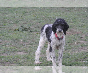 Mother of the Sheepadoodle puppies born on 02/17/2021