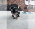 Small #6 Yorkshire Terrier