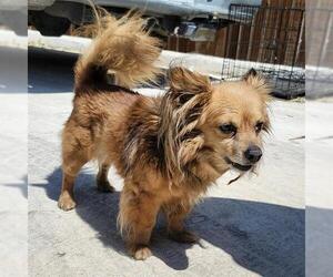 Chiranian Dogs for adoption in San Antonio, TX, USA