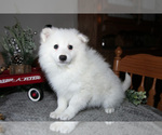 Small Photo #18 Miniature American Eskimo Puppy For Sale in GENEVA, IN, USA