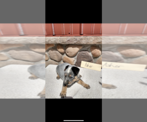 Australian Cattle Dog Puppy for sale in GRABILL, IN, USA