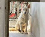 Small #1 Siberian Husky Mix