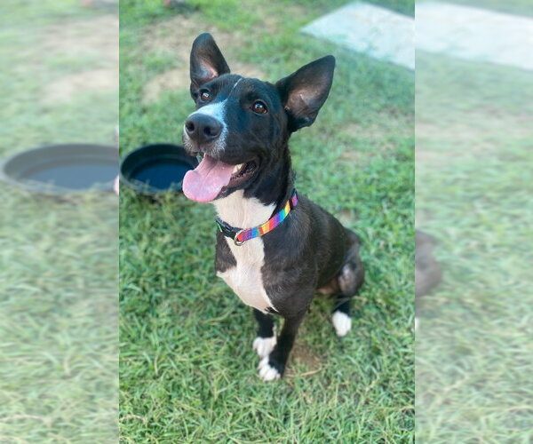 Medium Photo #7 Collie-Labrador Retriever Mix Puppy For Sale in Bryant, AR, USA