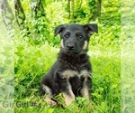 Small Photo #3 German Shepherd Dog Puppy For Sale in LAKEVILLE, OH, USA