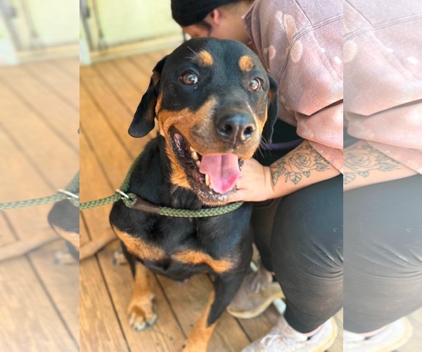 Medium Photo #1 Rottweiler Puppy For Sale in Hillsboro, NH, USA