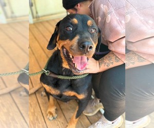 Rottweiler Dogs for adoption in Hillsboro, NH, USA