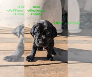 Medium Labrador Retriever