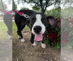 Small American Staffordshire Terrier-Great Dane Mix