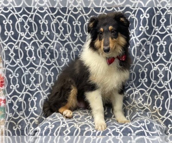 Medium Photo #12 Collie Puppy For Sale in LAKELAND, FL, USA