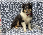 Small Photo #12 Collie Puppy For Sale in LAKELAND, FL, USA