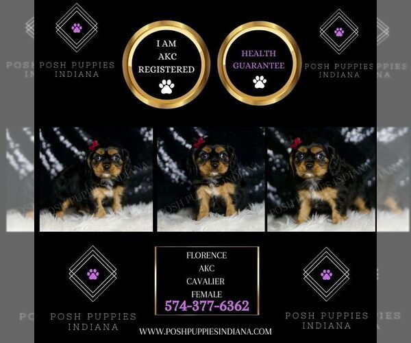 Medium Photo #91 Cavalier King Charles Spaniel Puppy For Sale in WARSAW, IN, USA