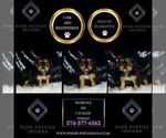 Small Photo #91 Cavalier King Charles Spaniel Puppy For Sale in WARSAW, IN, USA