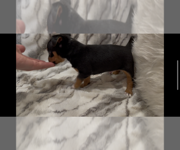 Medium Photo #6 Jack Russell Terrier Puppy For Sale in MOUNT CARMEL, PA, USA