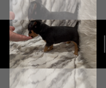 Small #5 Jack Russell Terrier