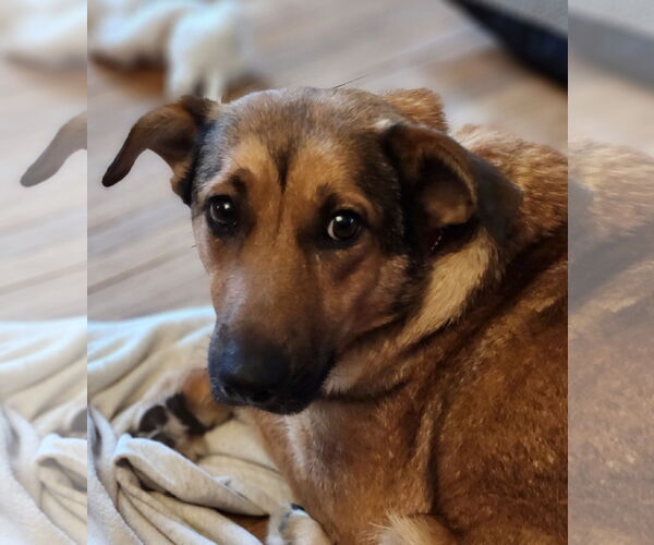 Medium Photo #9 Mutt Puppy For Sale in Brooklyn Center, MN, USA