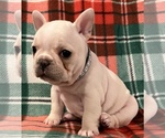 Small Photo #5 French Bulldog Puppy For Sale in BOLIVAR, MO, USA