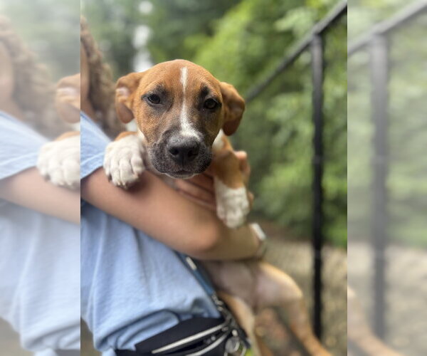 Medium Photo #3 Mutt Puppy For Sale in Elmsford, NY, USA