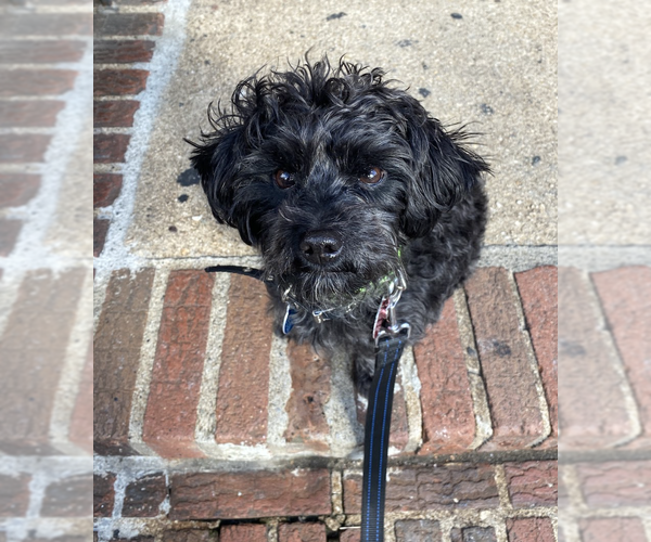 Medium Photo #8 Mutt Puppy For Sale in Brooklyn, NY, USA