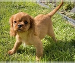 Small Photo #3 Cavalier King Charles Spaniel Puppy For Sale in COLORADO SPRINGS, CO, USA