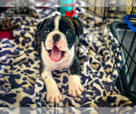 Small Photo #5 Olde English Bulldogge Puppy For Sale in OVERLAND, KS, USA