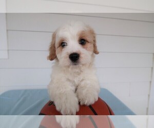 Cavachon Puppy for sale in CHICAGO, IL, USA