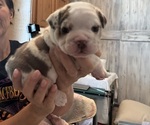 Small #2 English Bulldog