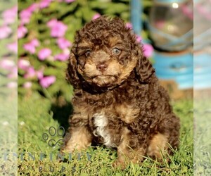 Cavapoo Puppy for sale in QUARRYVILLE, PA, USA