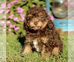 Small Cavapoo