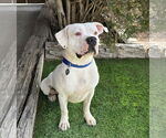 Small #8 Bulldog