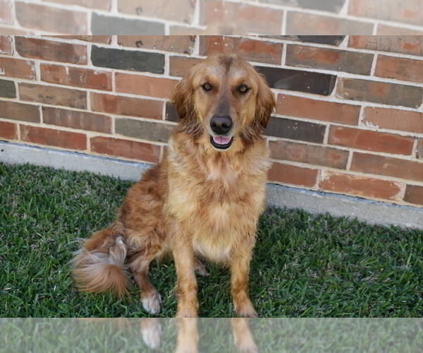Medium Photo #1 Golden Retriever Puppy For Sale in CLEBURNE, TX, USA