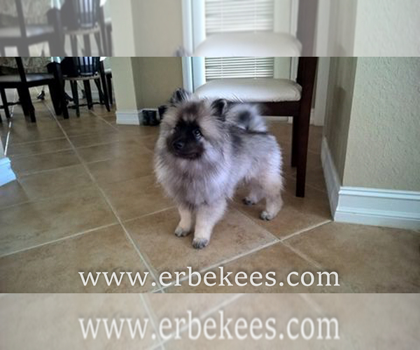 Medium Photo #2 Keeshond Puppy For Sale in FAYETTEVILLE, TN, USA