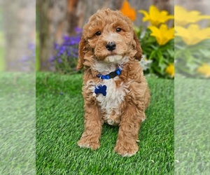 Goldendoodle (Miniature) Puppy for sale in INDIANAPOLIS, IN, USA