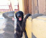 Small #1 Labrador Retriever Mix