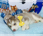 Small Photo #9 Siberian Husky Puppy For Sale in HESPERIA, CA, USA