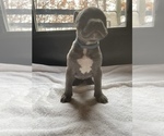 Small Photo #2 American Bully Puppy For Sale in SOMERSET, KY, USA