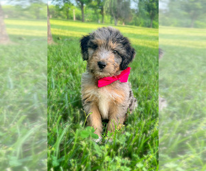 Miniature American Shepherd-Poodle (Standard) Mix Puppy for Sale in COXS CREEK, Kentucky USA