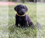 Small Photo #13 Labrador Retriever Puppy For Sale in GLADSTONE, VA, USA