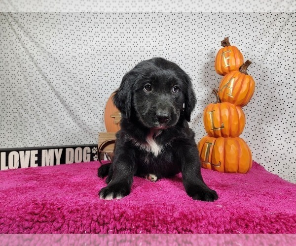 Medium Photo #2 Golden Mountain Dog Puppy For Sale in BLACK FOREST, CO, USA