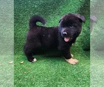 Puppy 8 Akita