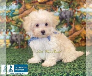 Medium Maltipoo