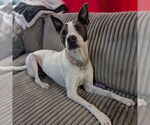 Small #1 Mutt