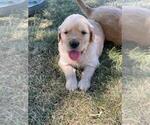 Small Photo #3 Golden Retriever Puppy For Sale in DASSEL, MN, USA