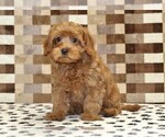 Small #3 Cavapoo (Miniature)