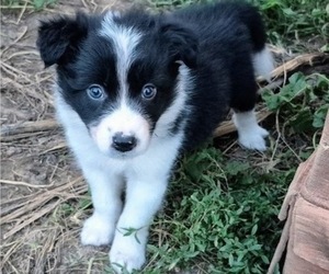 Medium Border-Aussie