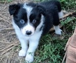 Puppy 9 Border-Aussie