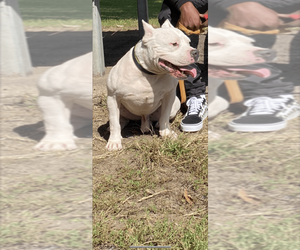 Father of the American Bully puppies born on 04/25/2023