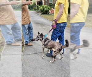 Luna - Female Catahoula Leopard Dog-Unknown Mix Dog for Adoption - Photo #4
