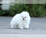 Small Photo #4 Pomeranian Puppy For Sale in CINCINNATI, OH, USA