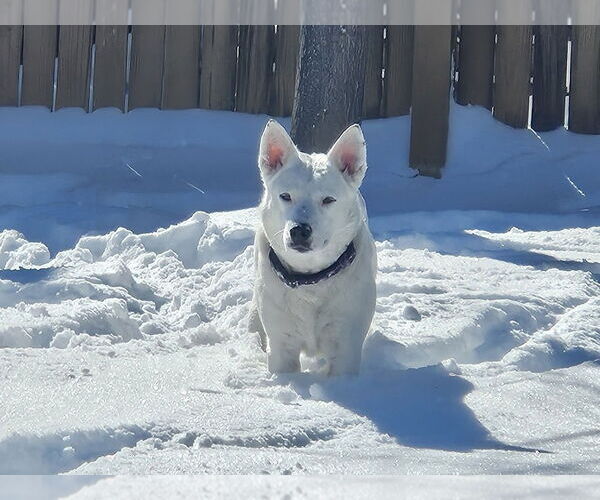 Medium Photo #11 Mutt Puppy For Sale in Lakewood, CO, USA