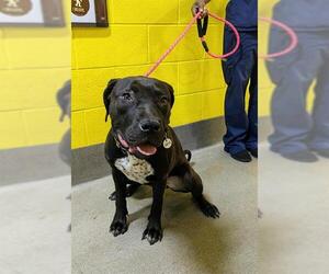 American Pit Bull Terrier-Unknown Mix Dogs for adoption in Forestville, MD, USA